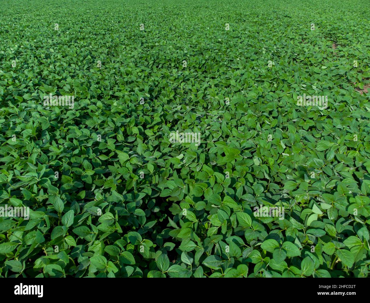 Field with young green soybeans Stock Photo Alamy
