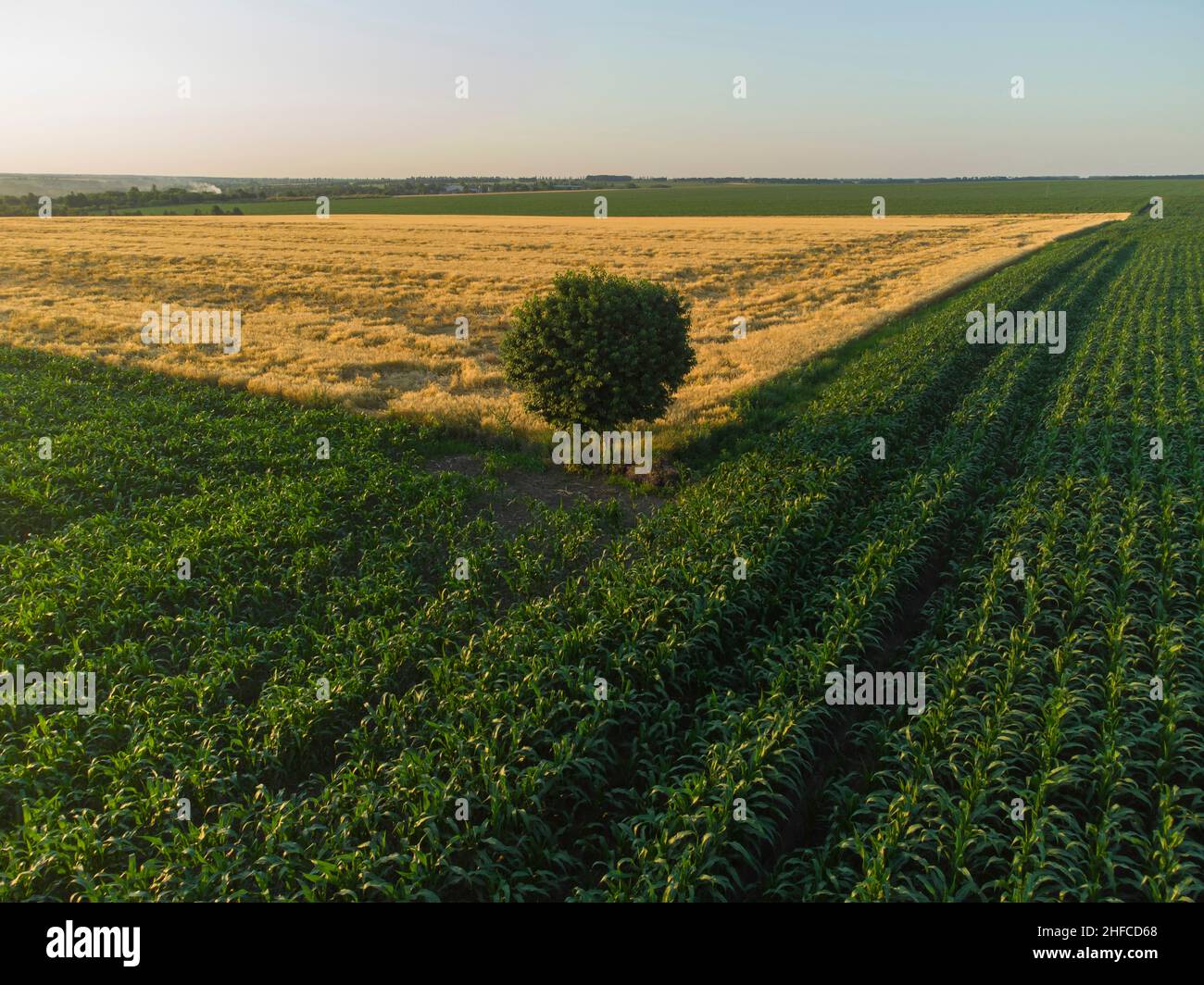 Lonely tree on a corn field. Stock Photo