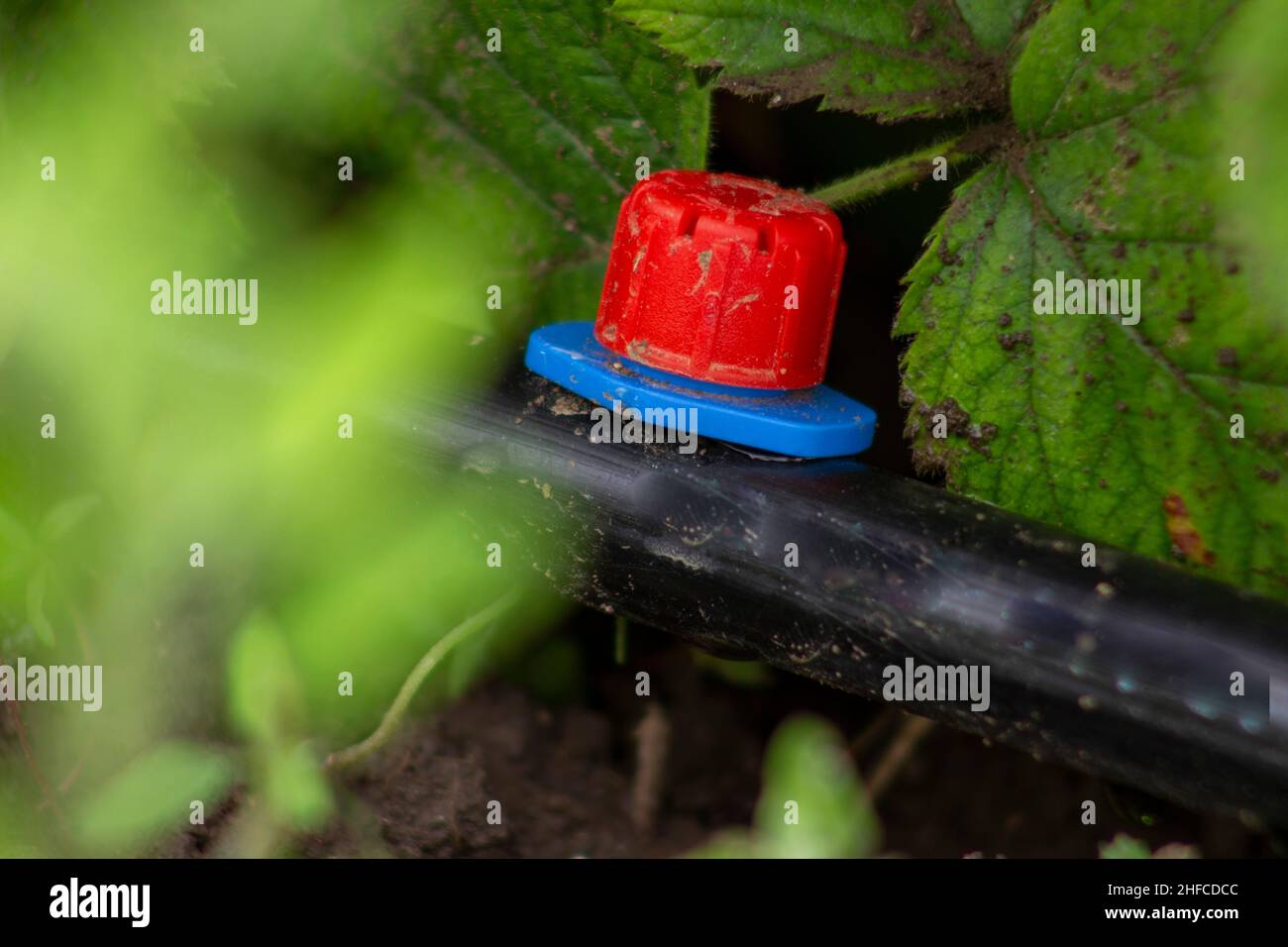 Drip irrigation nozzle near strawberries. Stock Photo