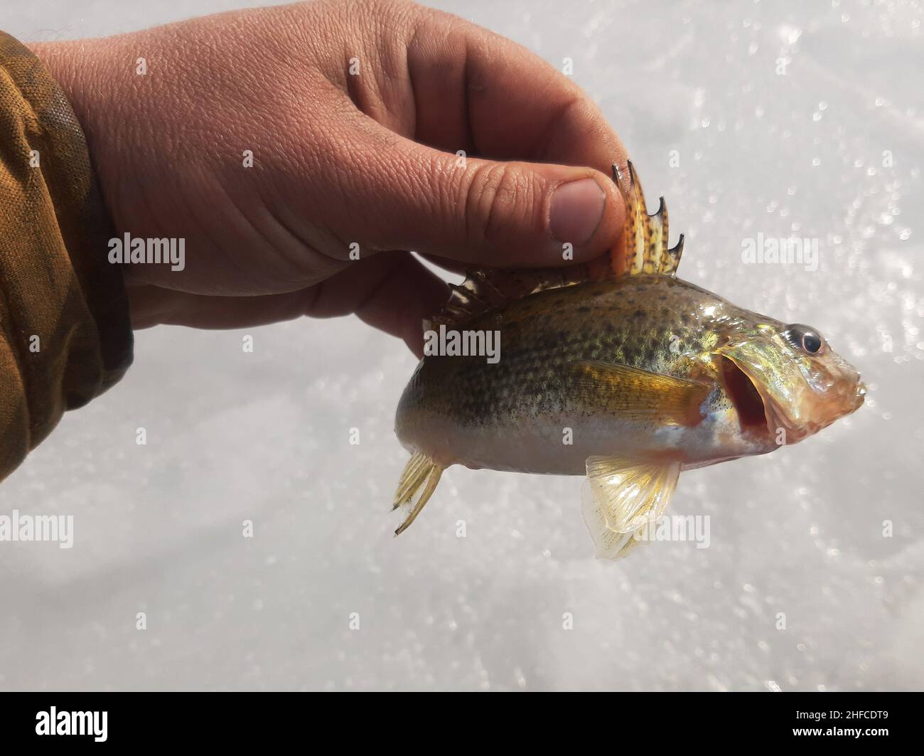 Ruff fish in hand. Blurred background. Stock Photo