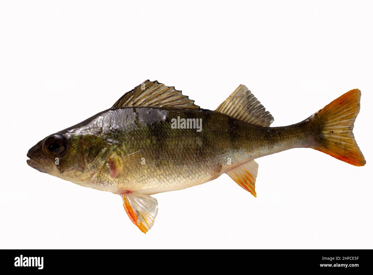 Perch fish isolated on white. Stock Photo