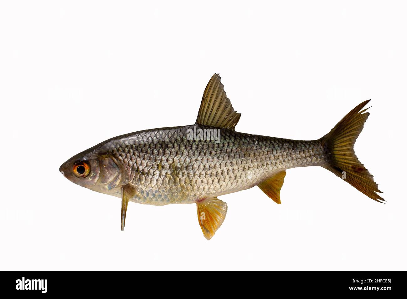 Fish common dace - isolated on white background. Stock Photo
