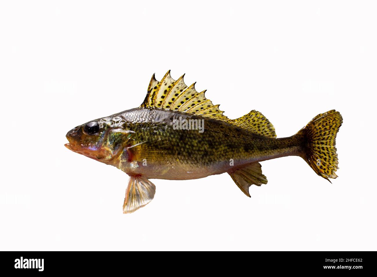 Ruff fish isolated on white background Stock Photo