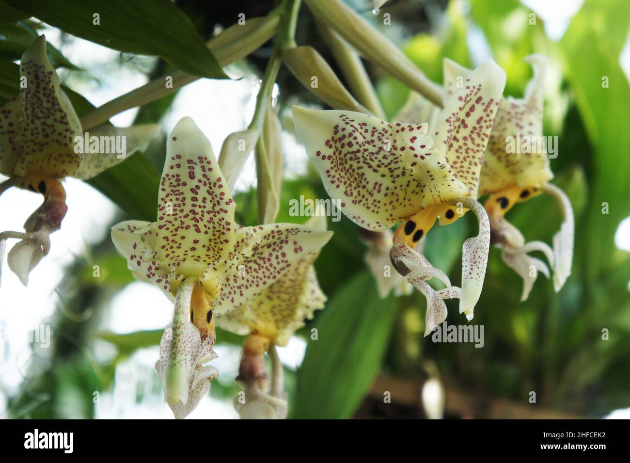 Exotic Orchid flower spotted. Botanical species orchid flower branch. Epidendrum Prismatocarpum. Beautiful macro closeup. Stock Photo