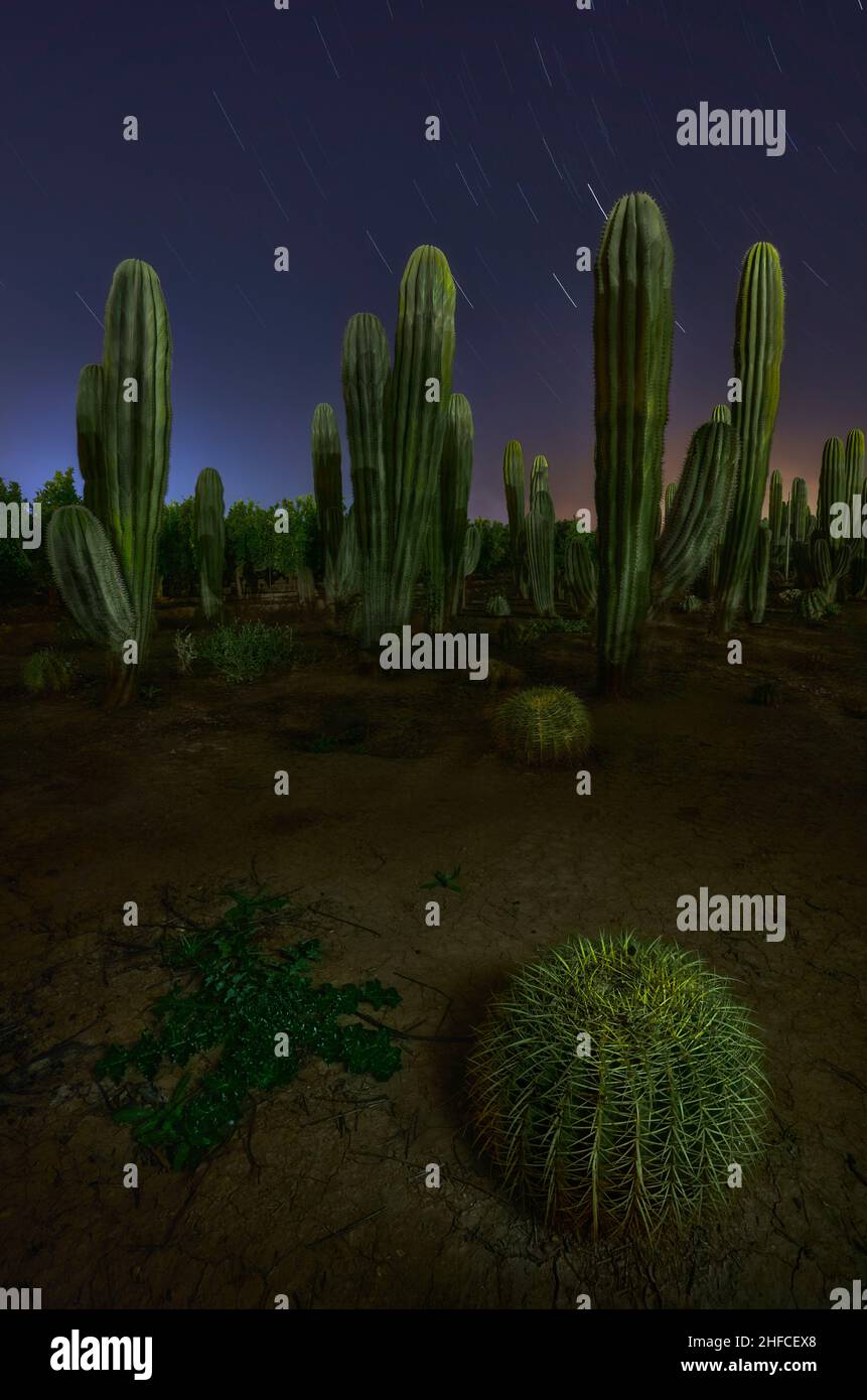 Cactus plantation at night Stock Photo