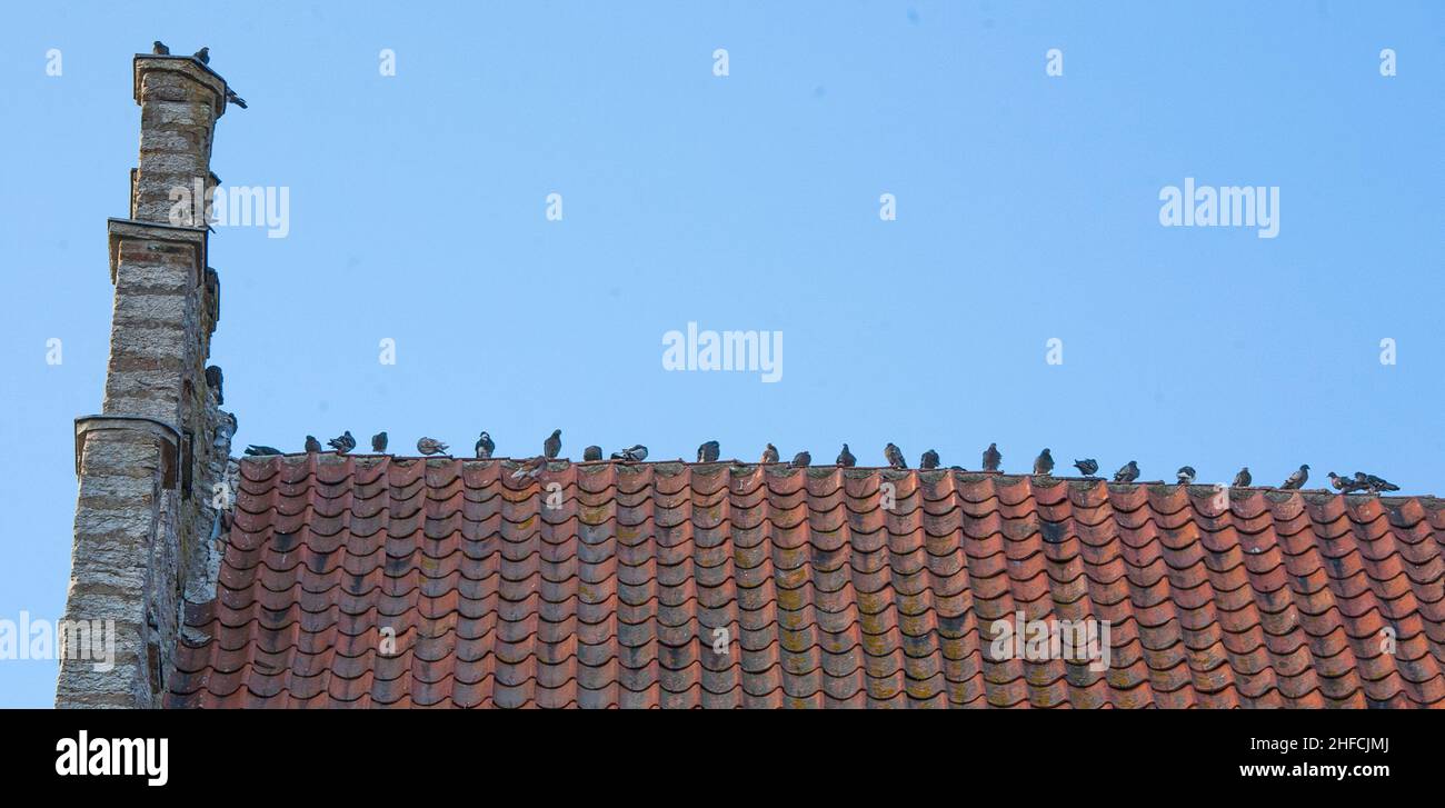 PIGEONS sit in a row on a roof with a stairwell in the mediaval town of Visby Gotland Sweden Stock Photo
