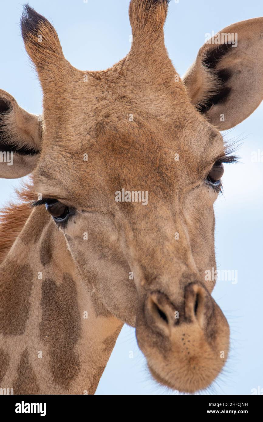 Giraffe close-up in the Kgalagadi Stock Photo