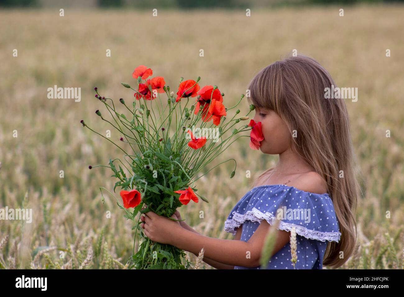 Little girl on a wheat field with red poppies Stock Photo - Alamy
