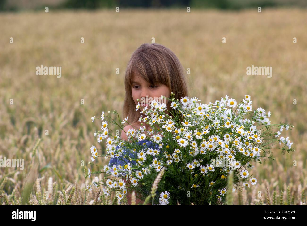 Little girl on a wheat field with chamomile flowers Stock Photo - Alamy