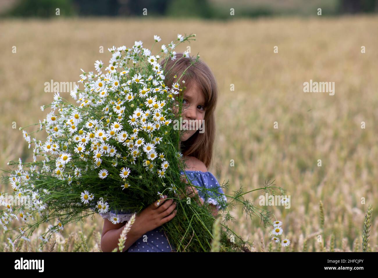 Little girl on a wheat field with chamomile flowers Stock Photo - Alamy