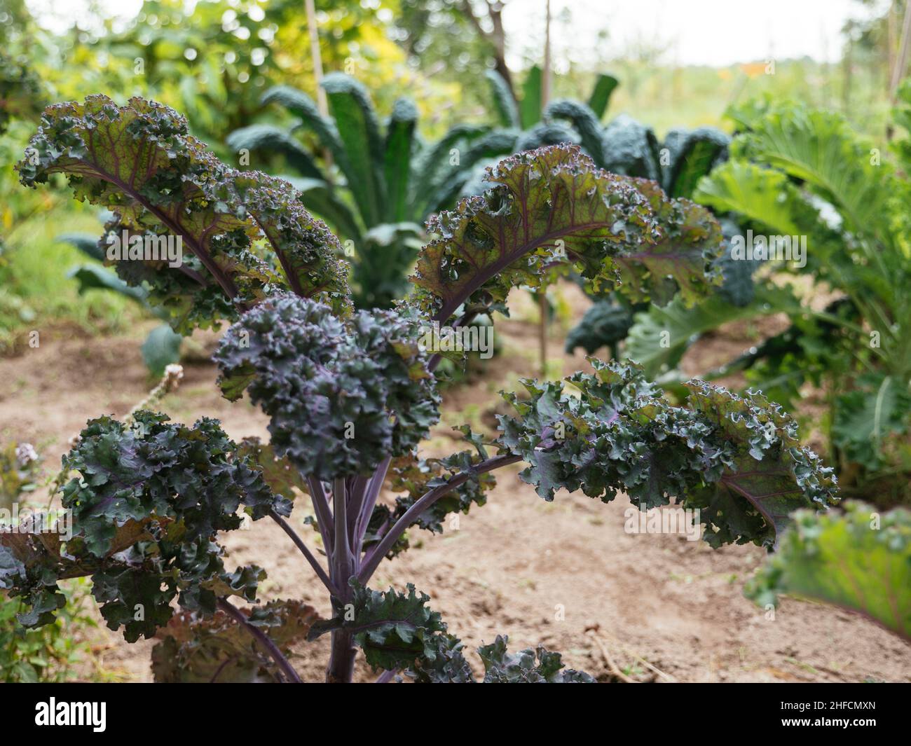 Red kale variety 'Roter Krauser' with large coarsely feathered leaves. Stock Photo