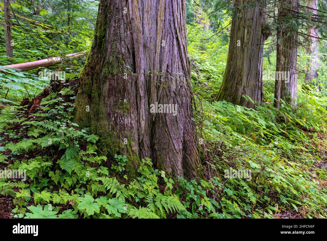 Cedar trees and ferns inside the Ancient Forest, Fraser River Valley near Prince George, British Columbia, Canada. Focus on closest cedar tree. Stock Photo