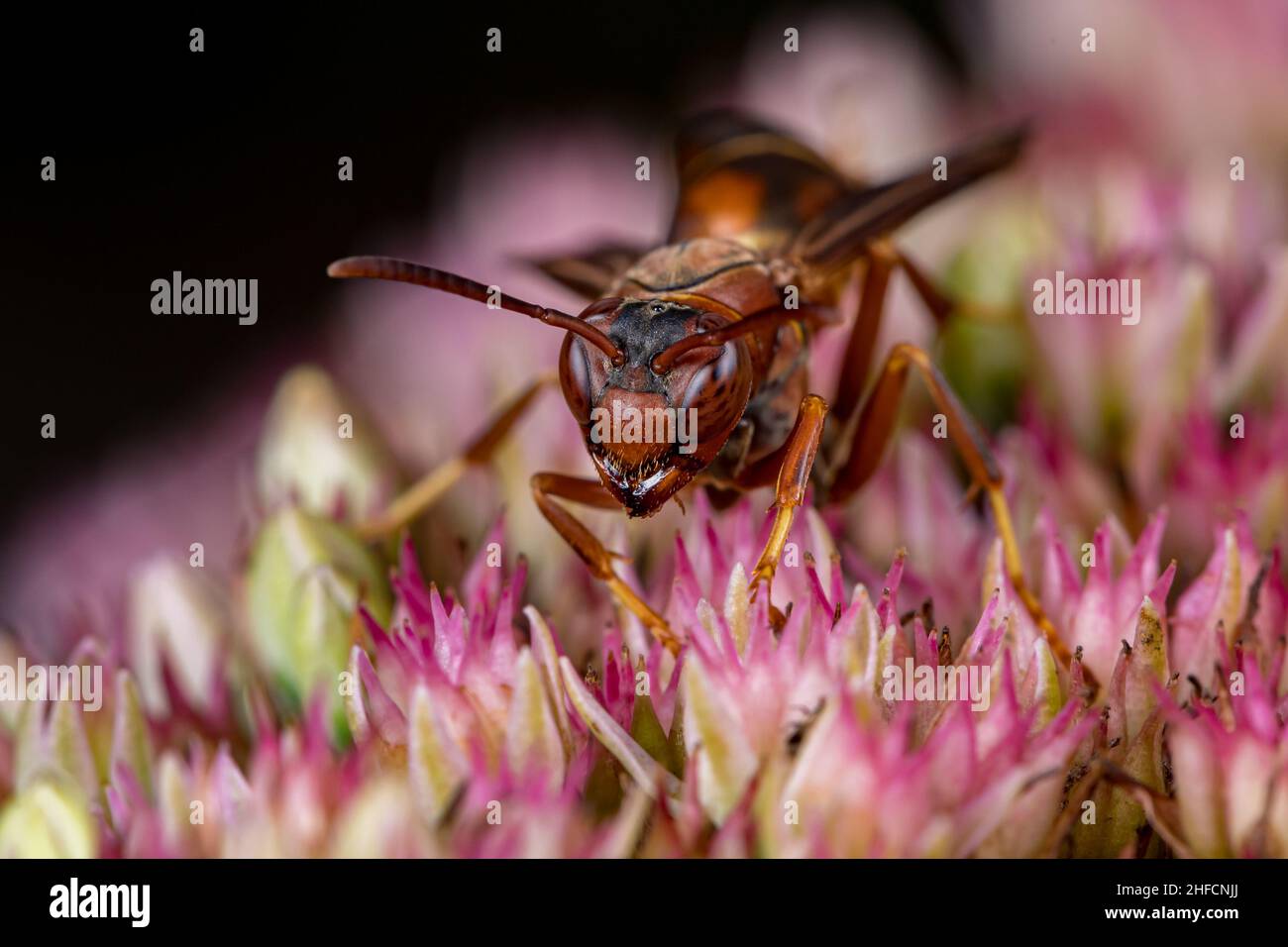 Northern Paper Wasp feeding on nectar from Sedum plant. Insect and wildlife conservation, habitat preservation, and backyard flower garden concept. Stock Photo