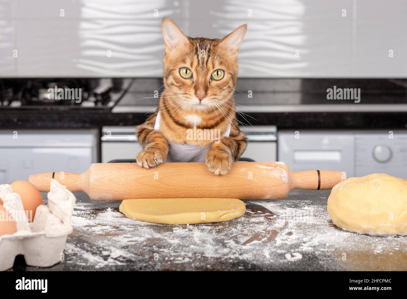 Portrait of a charming cat in an apron with a rolling pin for dough in its paws. Stock Photo