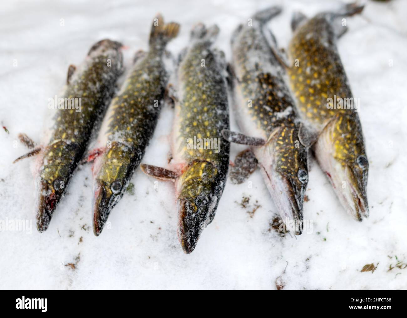 Fisherman caught fish in ice hi-res stock photography and images - Alamy