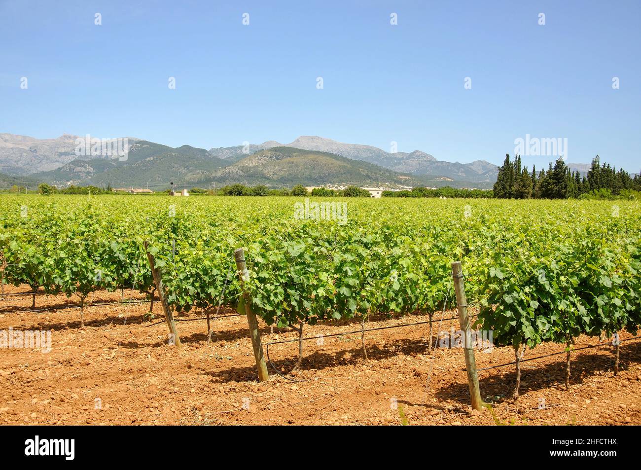Rows of vines in local vineyard, Binissalem, Binissalem Municipality, Mallorca, Balearic Islands, Spain Stock Photo