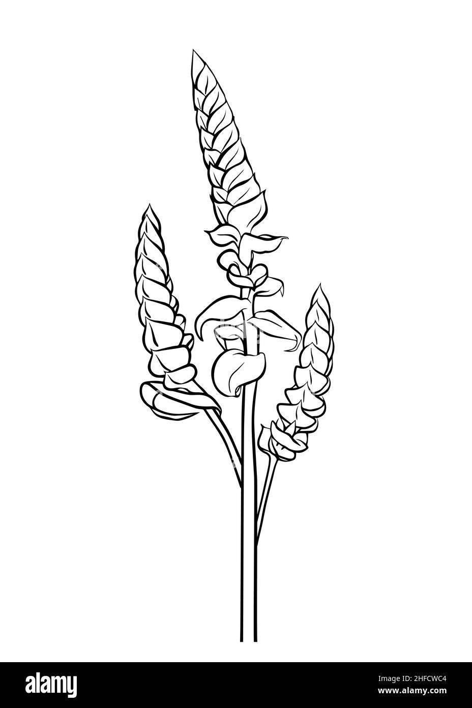 Contour drawing of a branch tillandsia Samantha. Vector isolated clipart. Botanical design. Doodle. Stock Vector