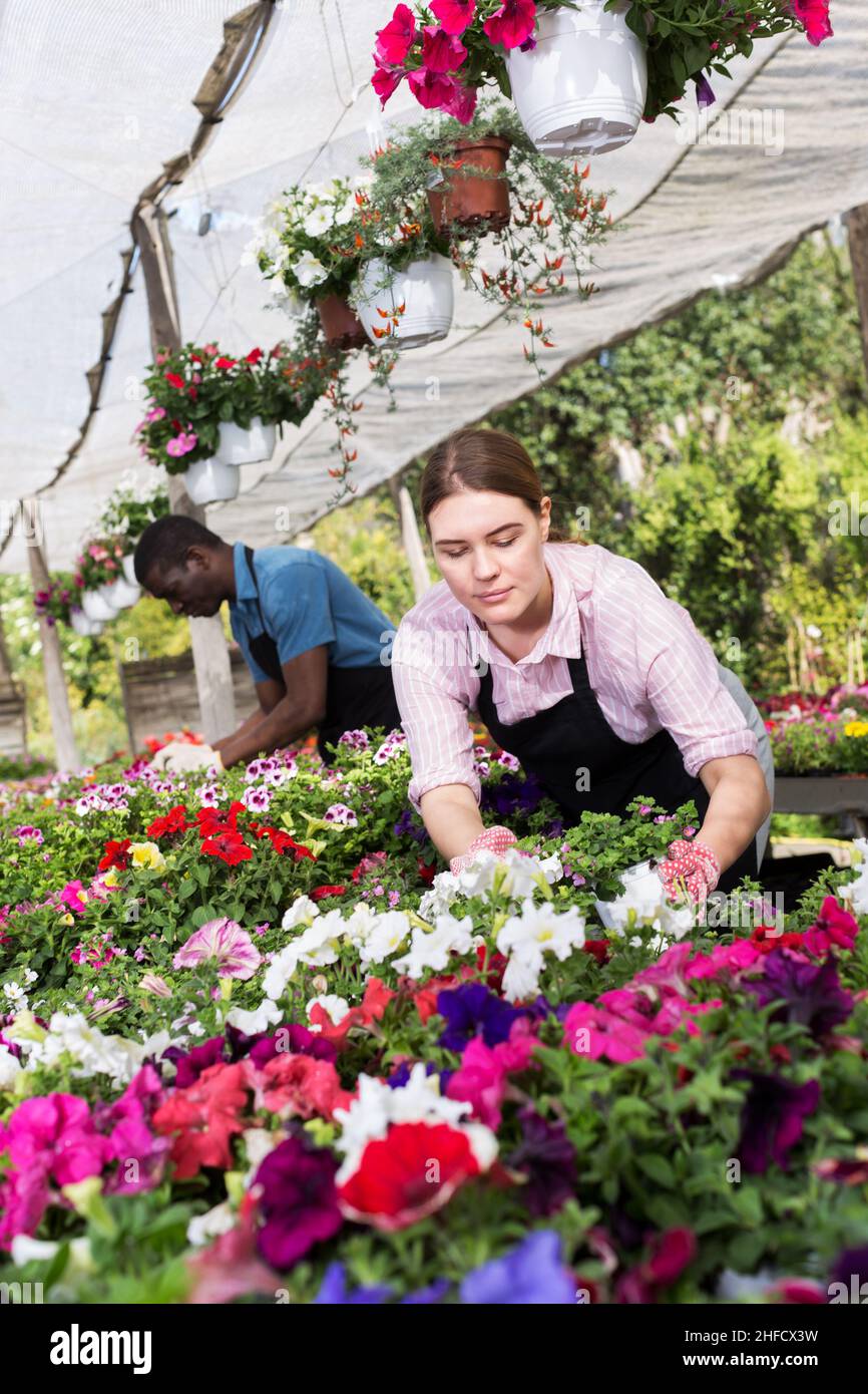 Two florists arranging flowers hi-res stock photography and images - Alamy