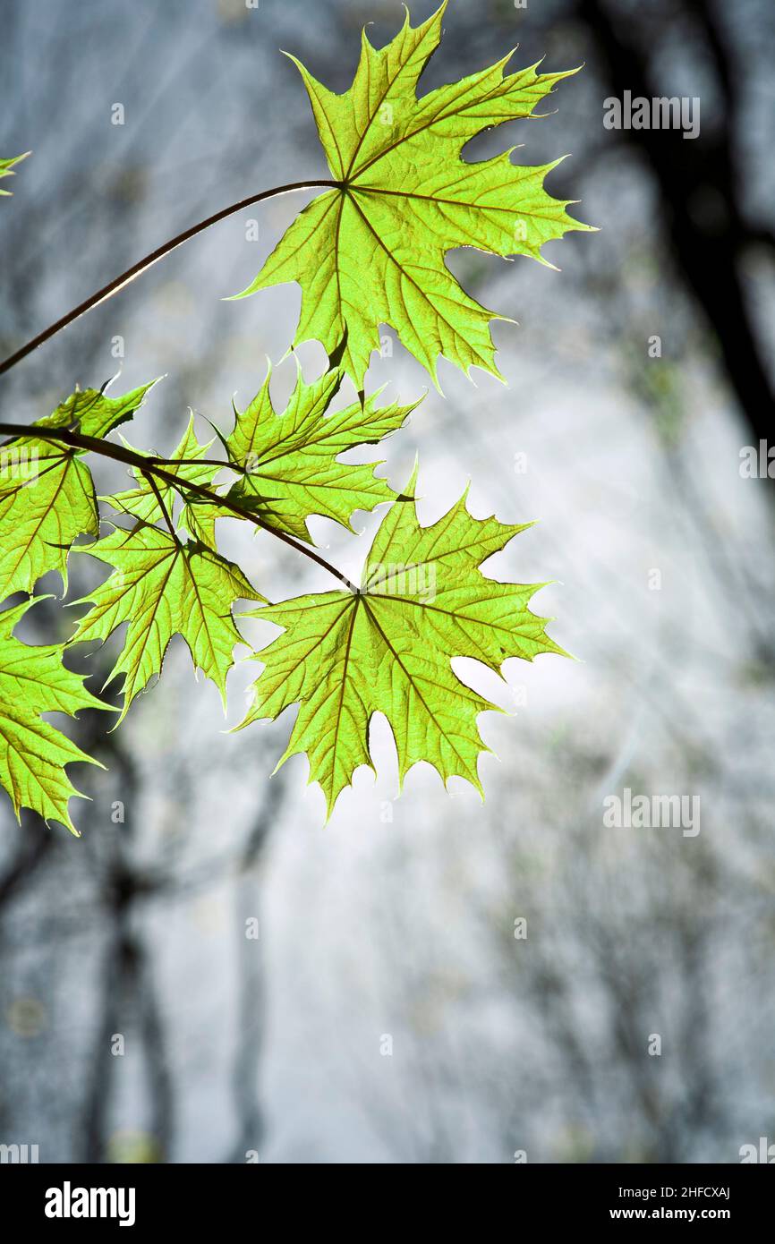 leaves in beautiful spring color in the forest Stock Photo - Alamy