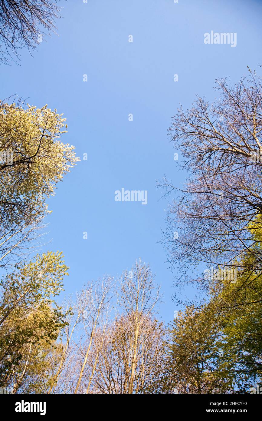crown of tree with colorful leaves and blue sky Stock Photo - Alamy
