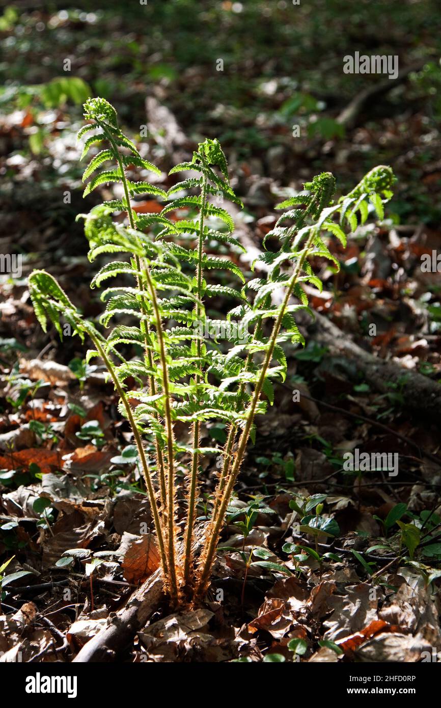 Fern in birch forest hi-res stock photography and images - Alamy