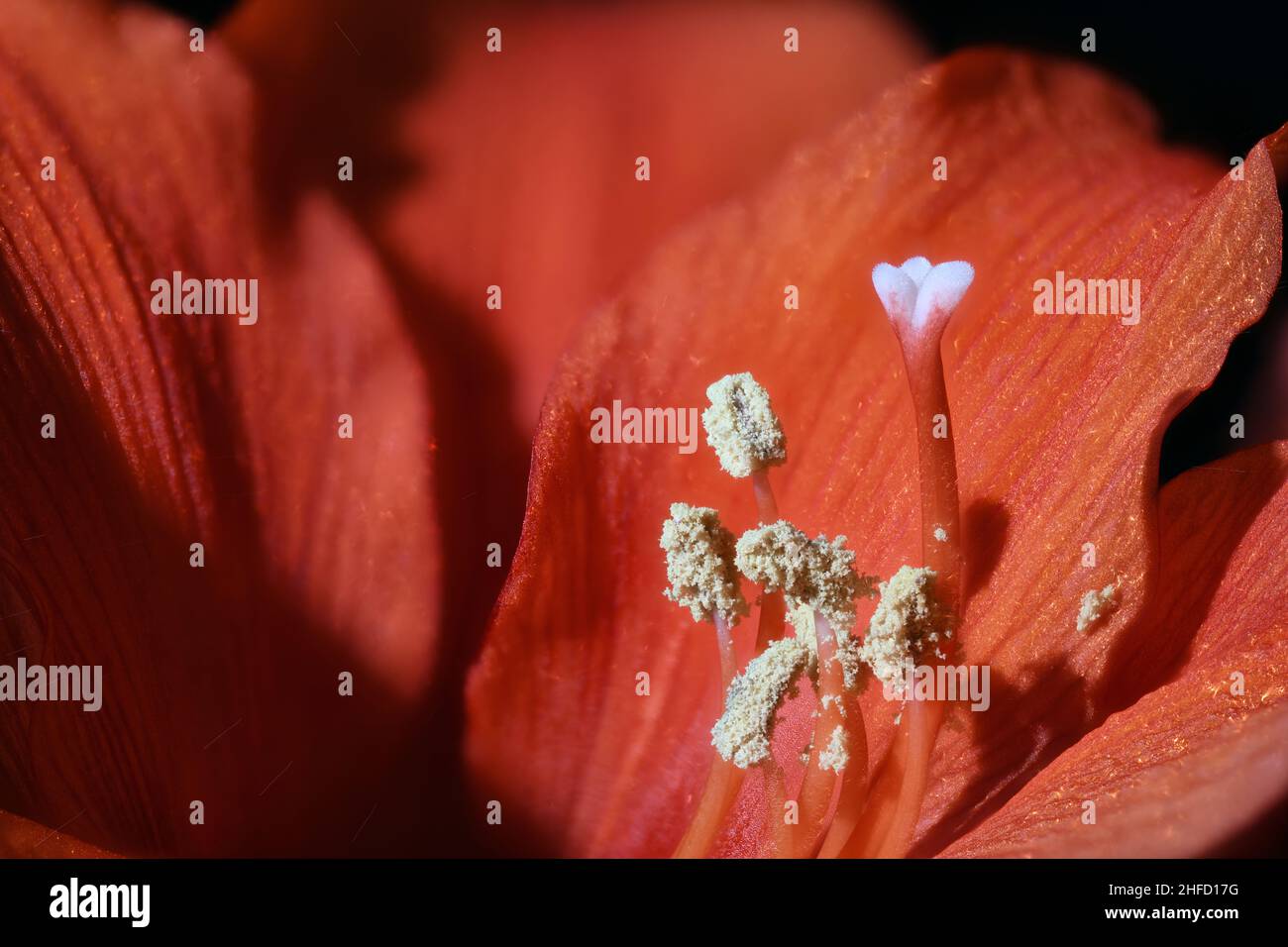 Red Amaryllis macro close up Stock Photo