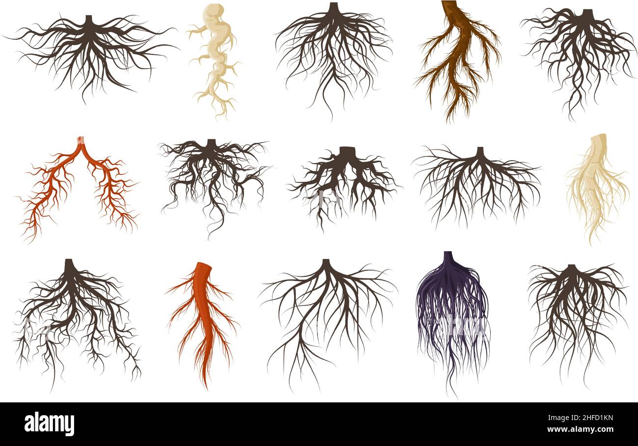 Plants roots systems, growing fibrous trees roots. Underground plants plants, trees branched root vector symbols set. Tree roots systems silhouettes Stock Vector