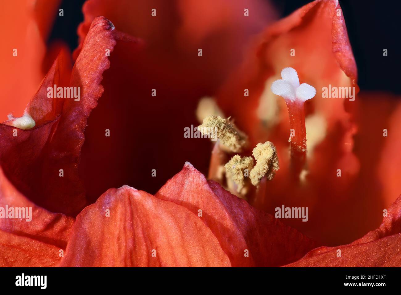 Red Amaryllis macro close up Stock Photo