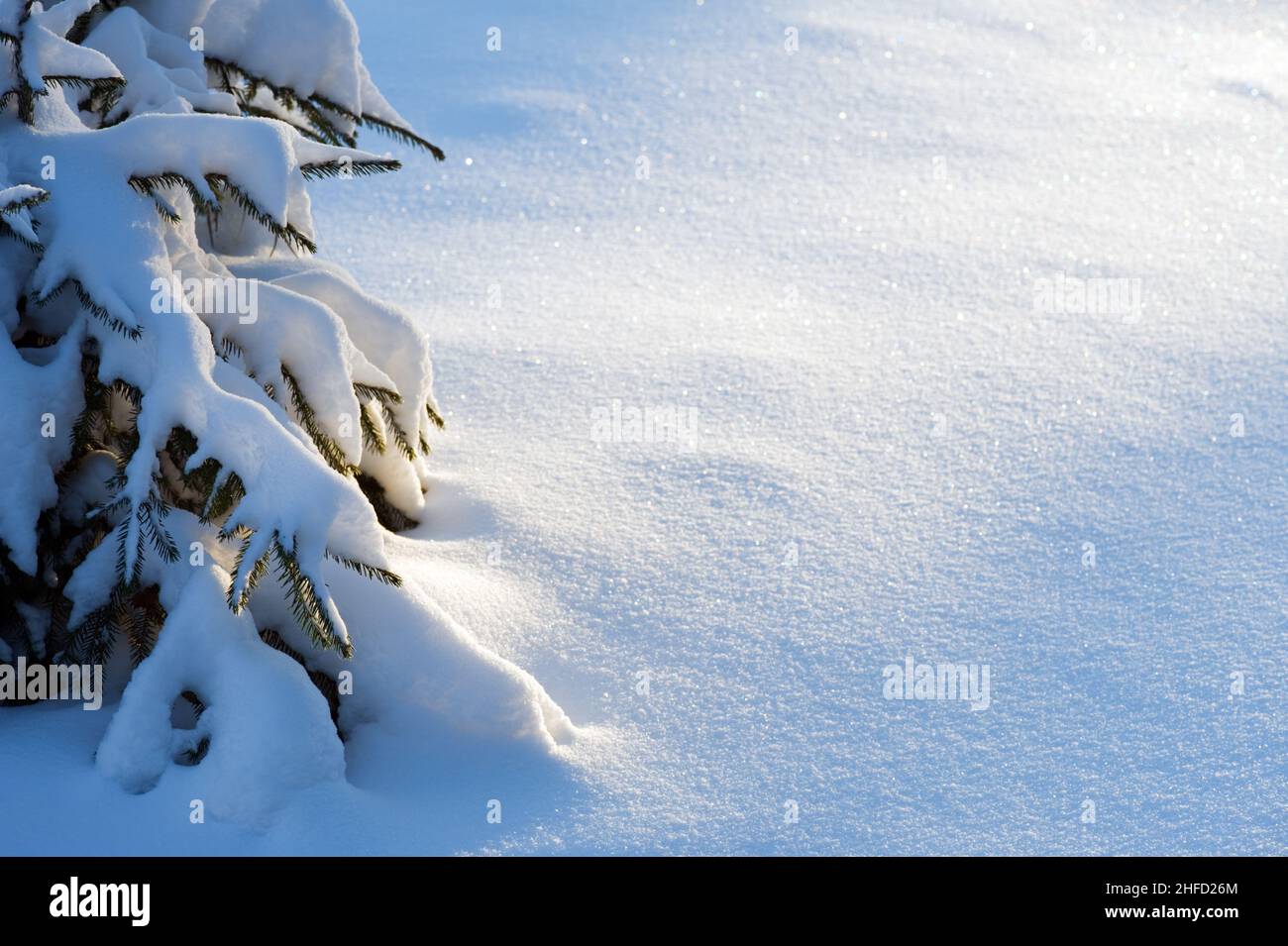 Winter snow. Spruce (Picea abies) covered with fresh snow Stock Photo