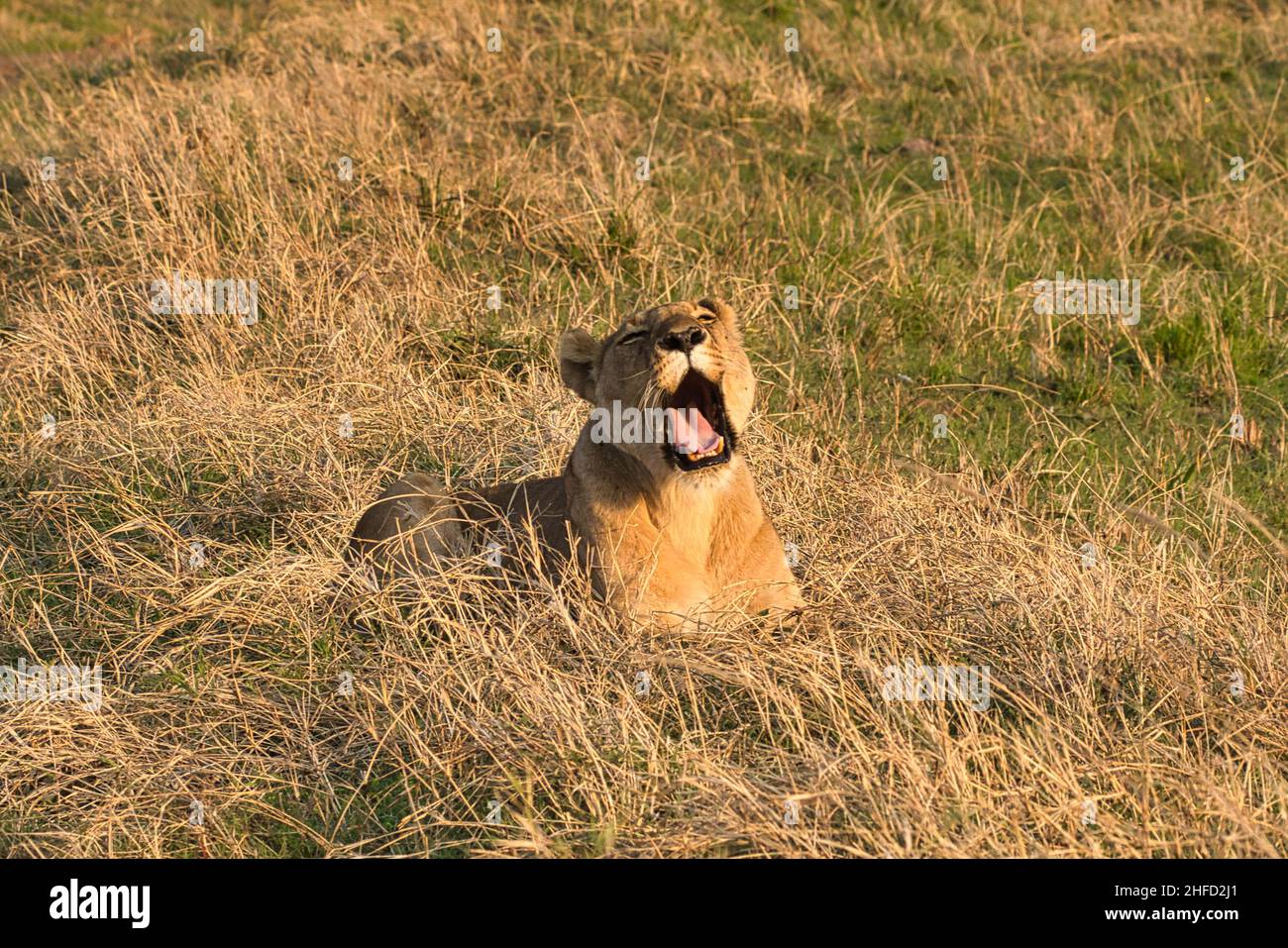 Lion, Panthera leo, lying in grass with open mouth. Stock Photo
