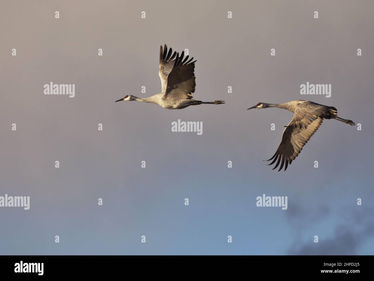 Elegant grace of pair of large Sandhill Cranes in open winged flight across subtle gray clouds and blue sky of Bernardo Waterfowl Area in New Mexico Stock Photo