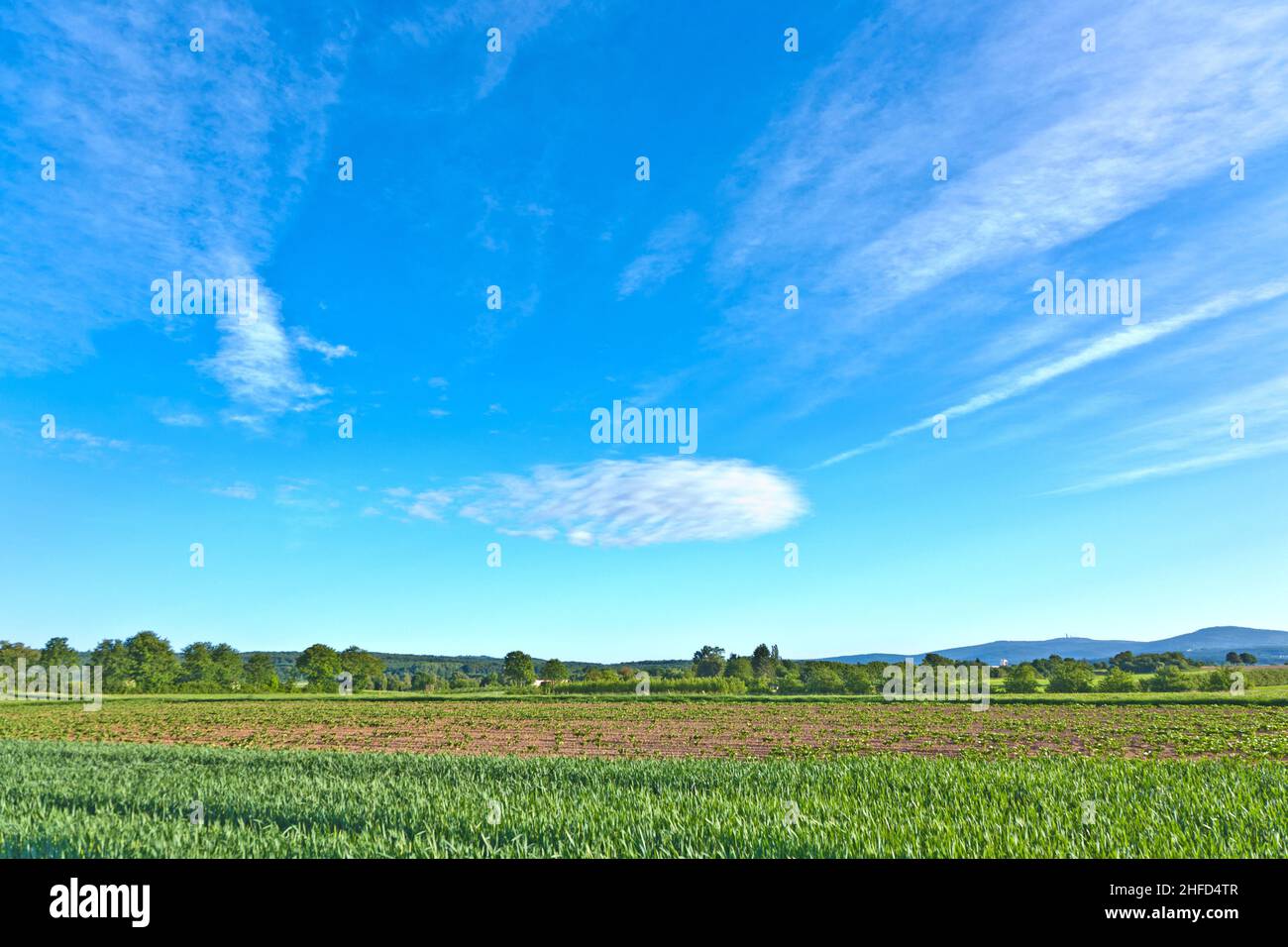 green meadow under blue sky Stock Photo - Alamy