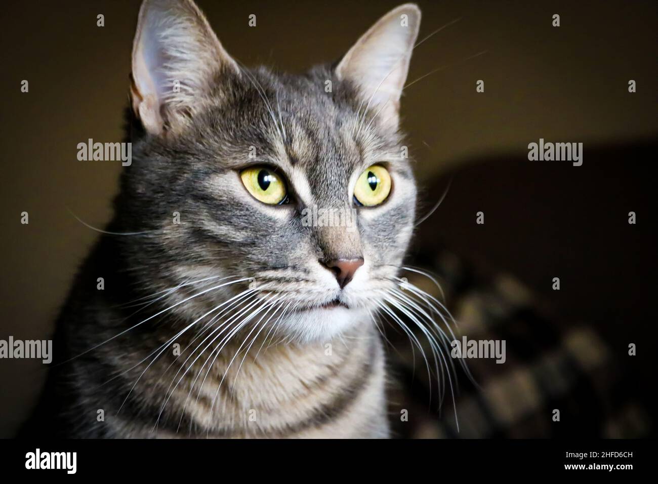 Tabby cats hires stock photography and