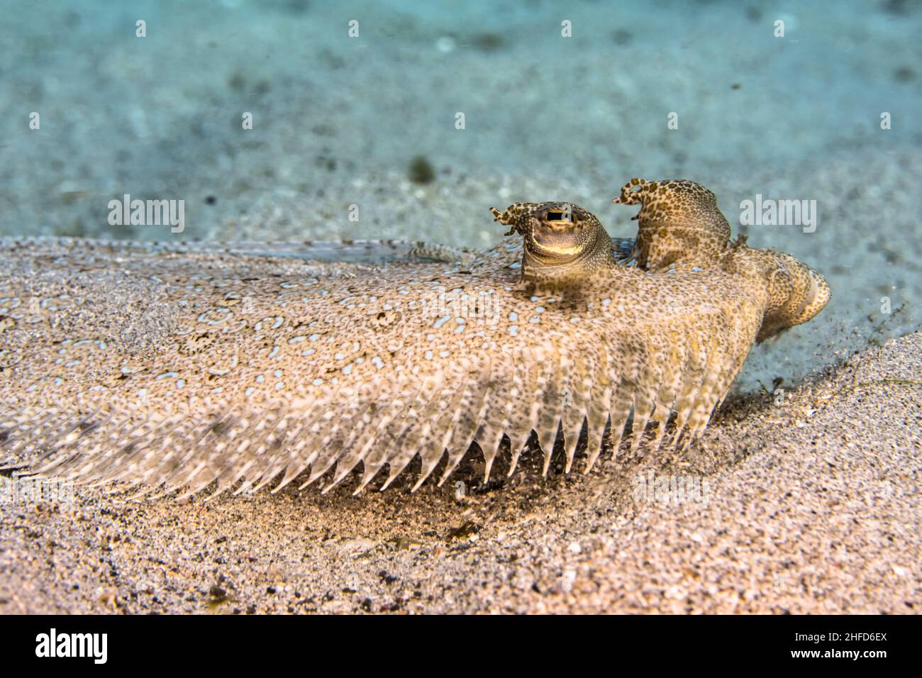 Seascape with Channel Flounder, coral, and sponge in the coral reef of
