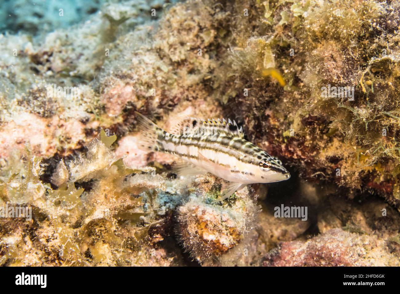 Seascape with juvenile Harlequin Bass fish, coral, and sponge in the coral reef of the Caribbean Sea, Curacao Stock Photo