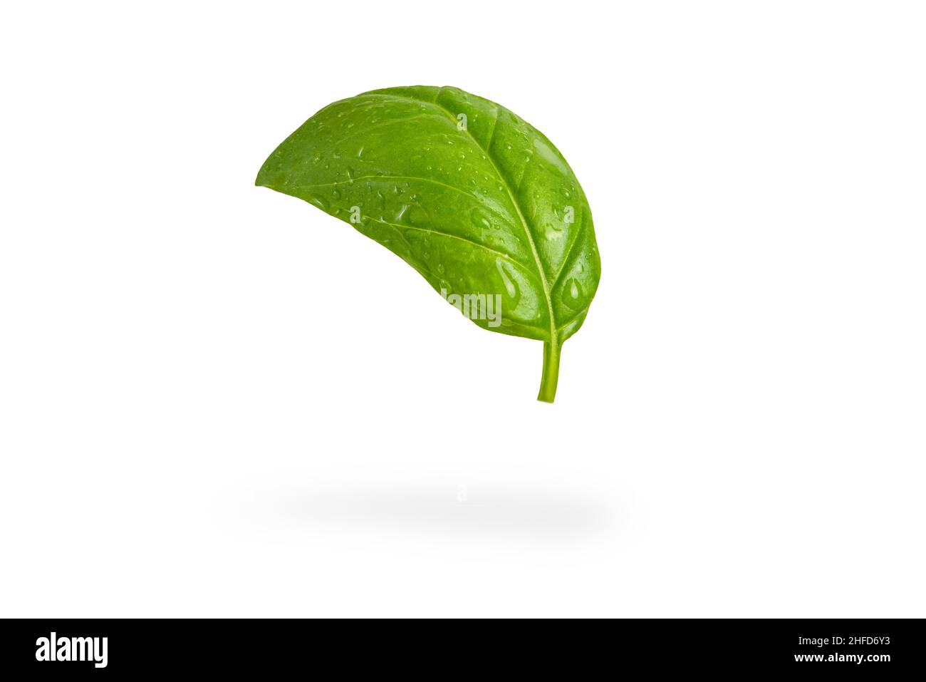 Fresh basil leaves on a white isolated background. A green basil leaf ...