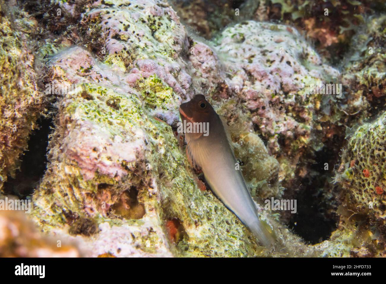 Seascape with Redlip Blenny, coral, and sponge in the coral reef of the Caribbean Sea, Curacao Stock Photo