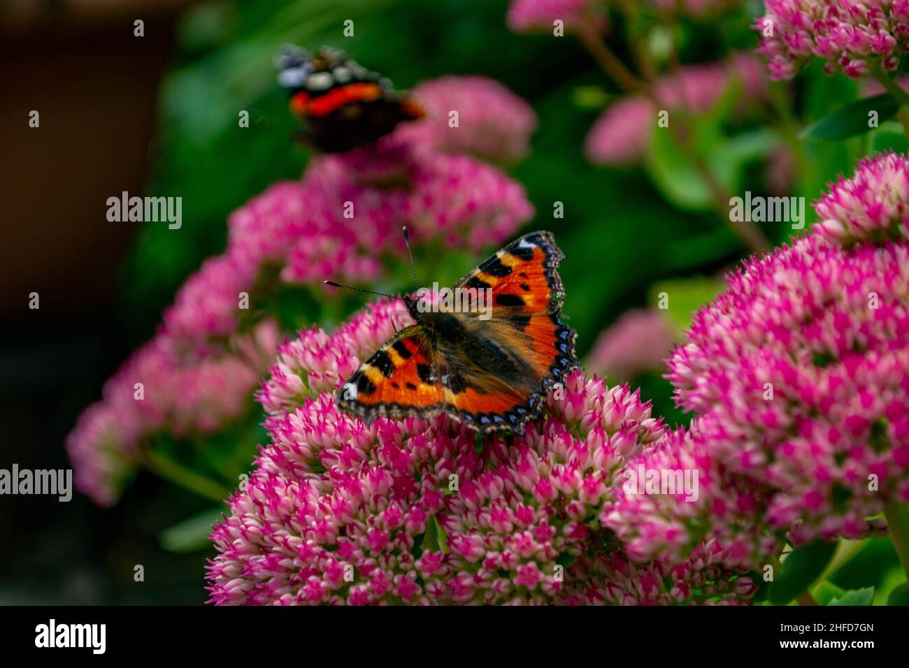 Small Tortoise shell Brush-footed Butterfly (Aglais urticae) resting on Stonecrop bloom (Sedum Telephium 'Purple Emperor') Stock Photo