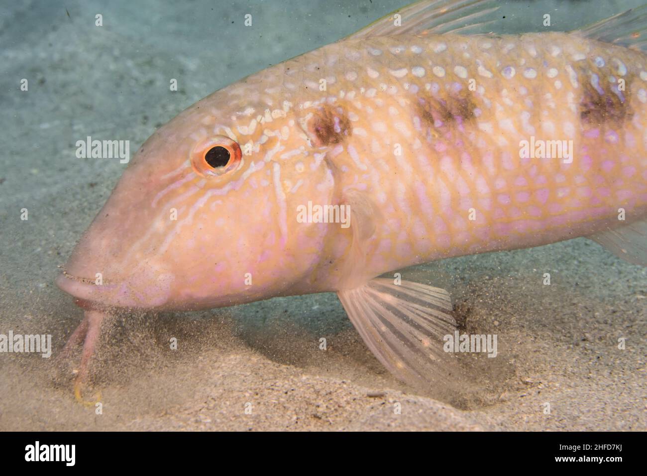 Seascape with Spotted Goatfish, coral, and sponge in the coral reef of the Caribbean Sea, Curacao Stock Photo