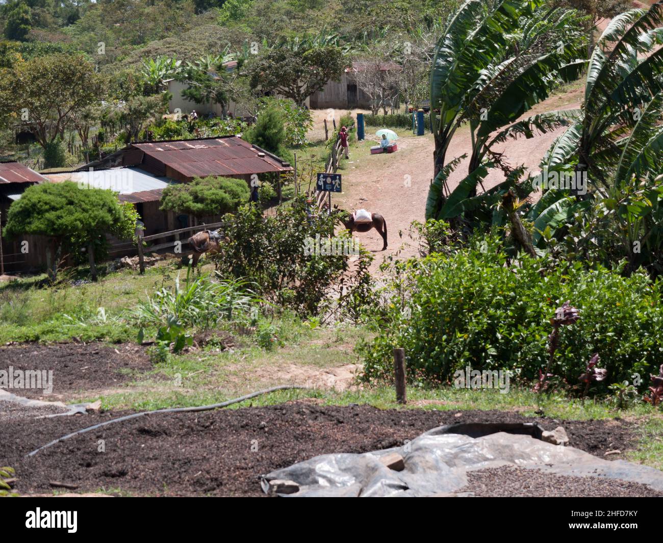 Coffee beans dry on tarps in front of background of coffee growing country in Jinotega Department, Nicaragua Stock Photo