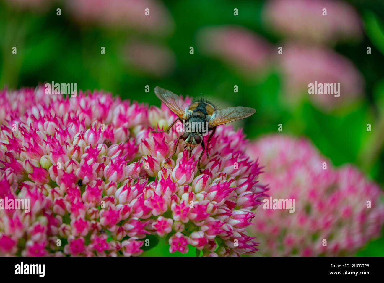 Tachina Fera / Tachinid Fly (Family: Tachinidae) resting on Stonecrop bloom (Sedum Telephium 'Purple Emperor') Stock Photo