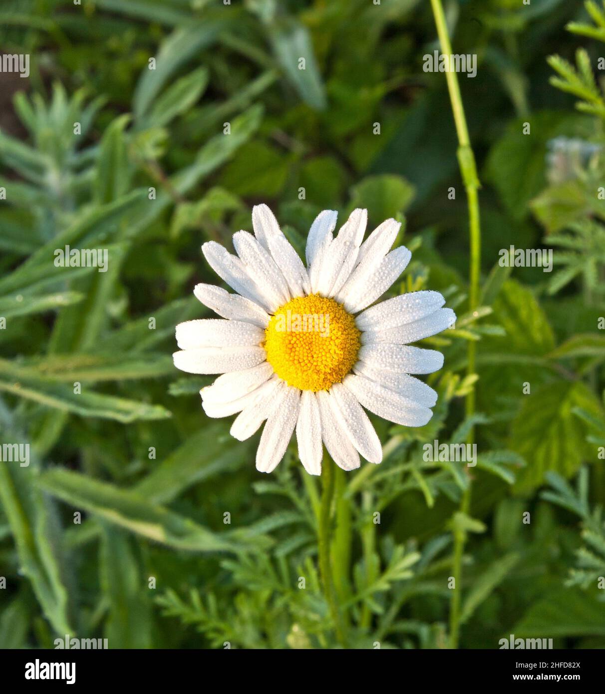 chamomile in the meadow Stock Photo - Alamy