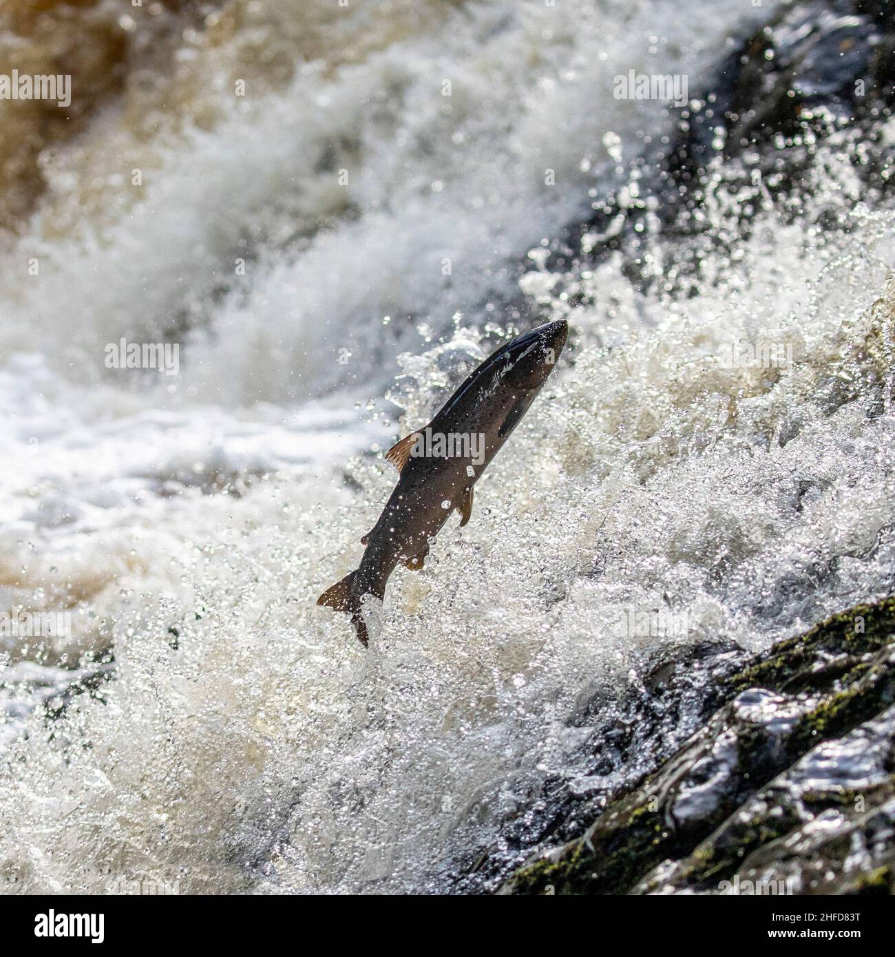 Leaping salmon, Falls of Feugh, Banchory, Scotland Stock Photo Alamy