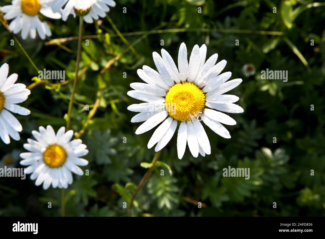 beautiful daisies in morning light with dew on leaves Stock Photo - Alamy