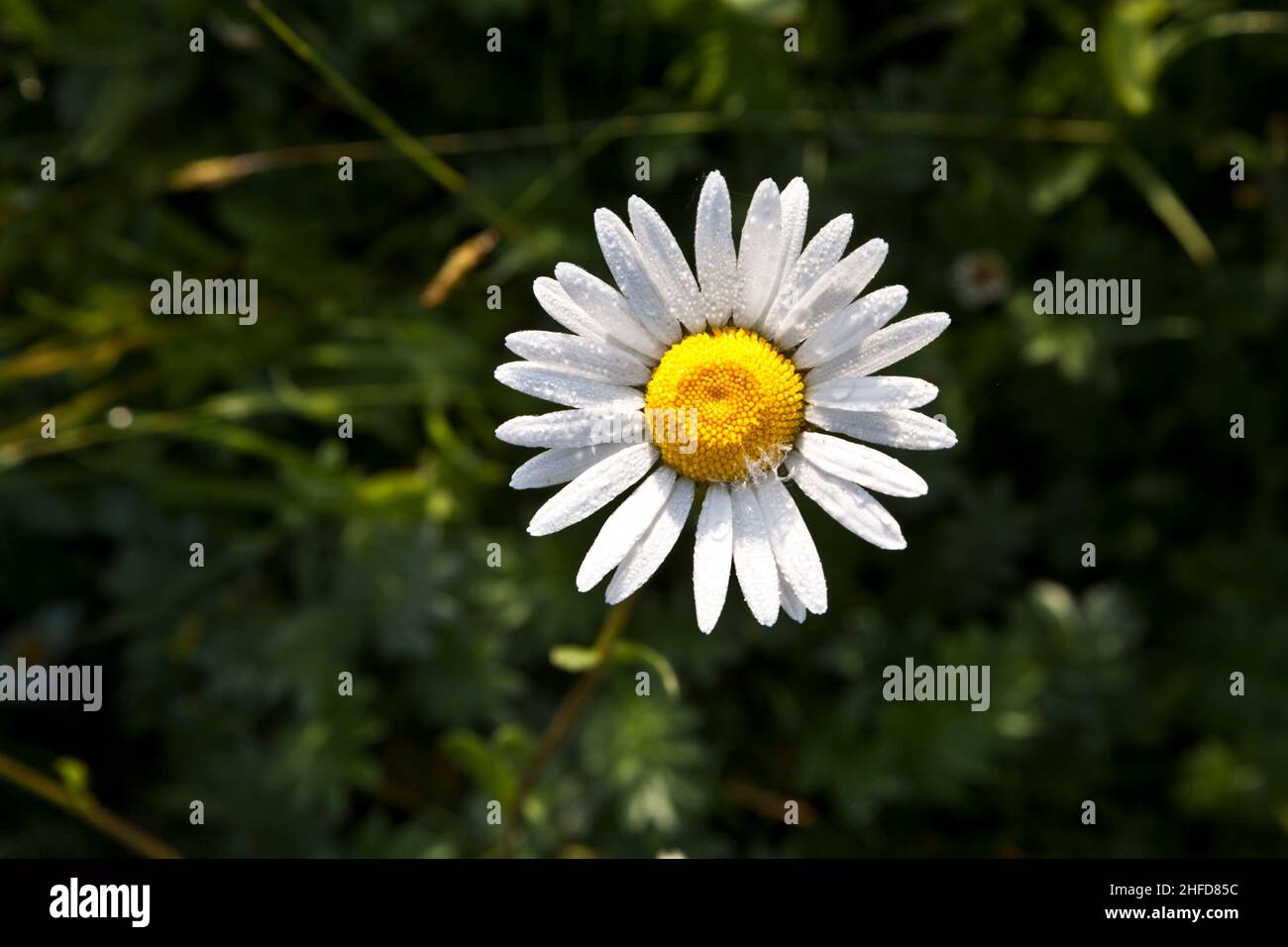 Daisies in the morning light hires stock photography and images Alamy