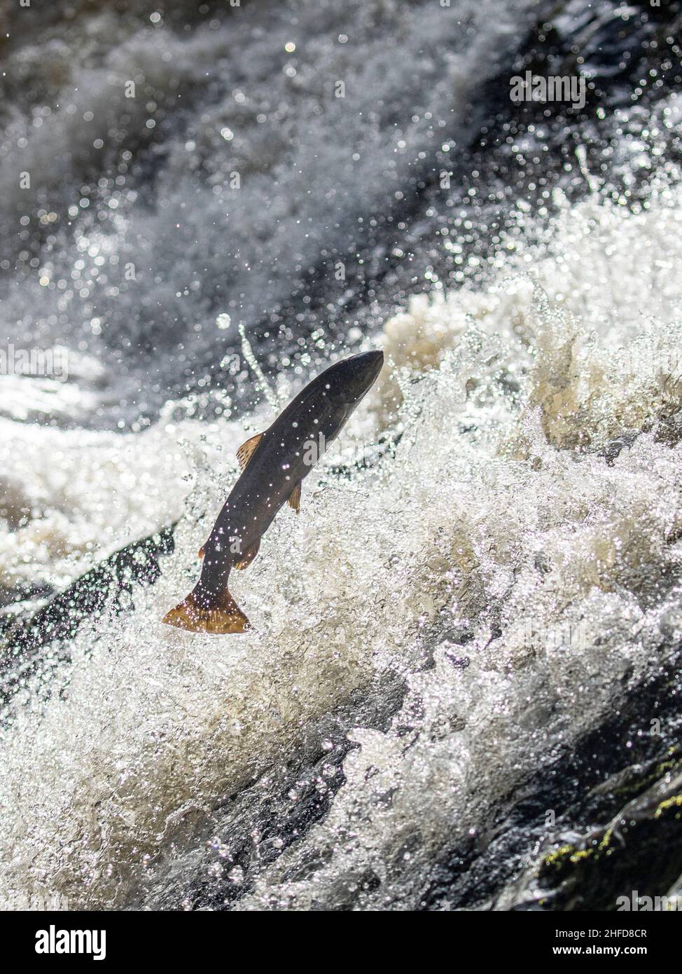 Leaping salmon, Falls of Feugh, Banchory, Scotland Stock Photo Alamy