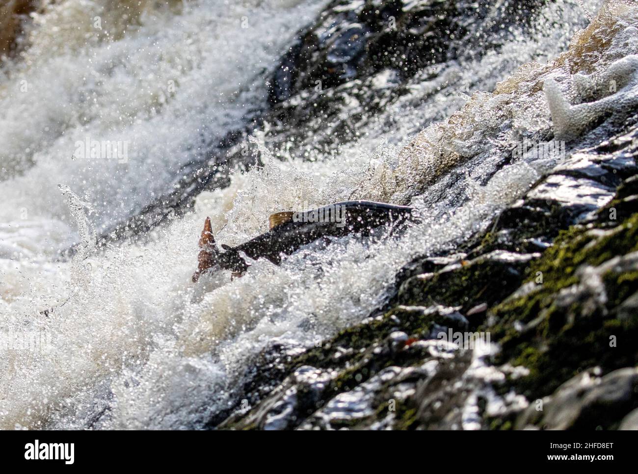 Leaping salmon, Falls of Feugh, Banchory, Scotland Stock Photo Alamy