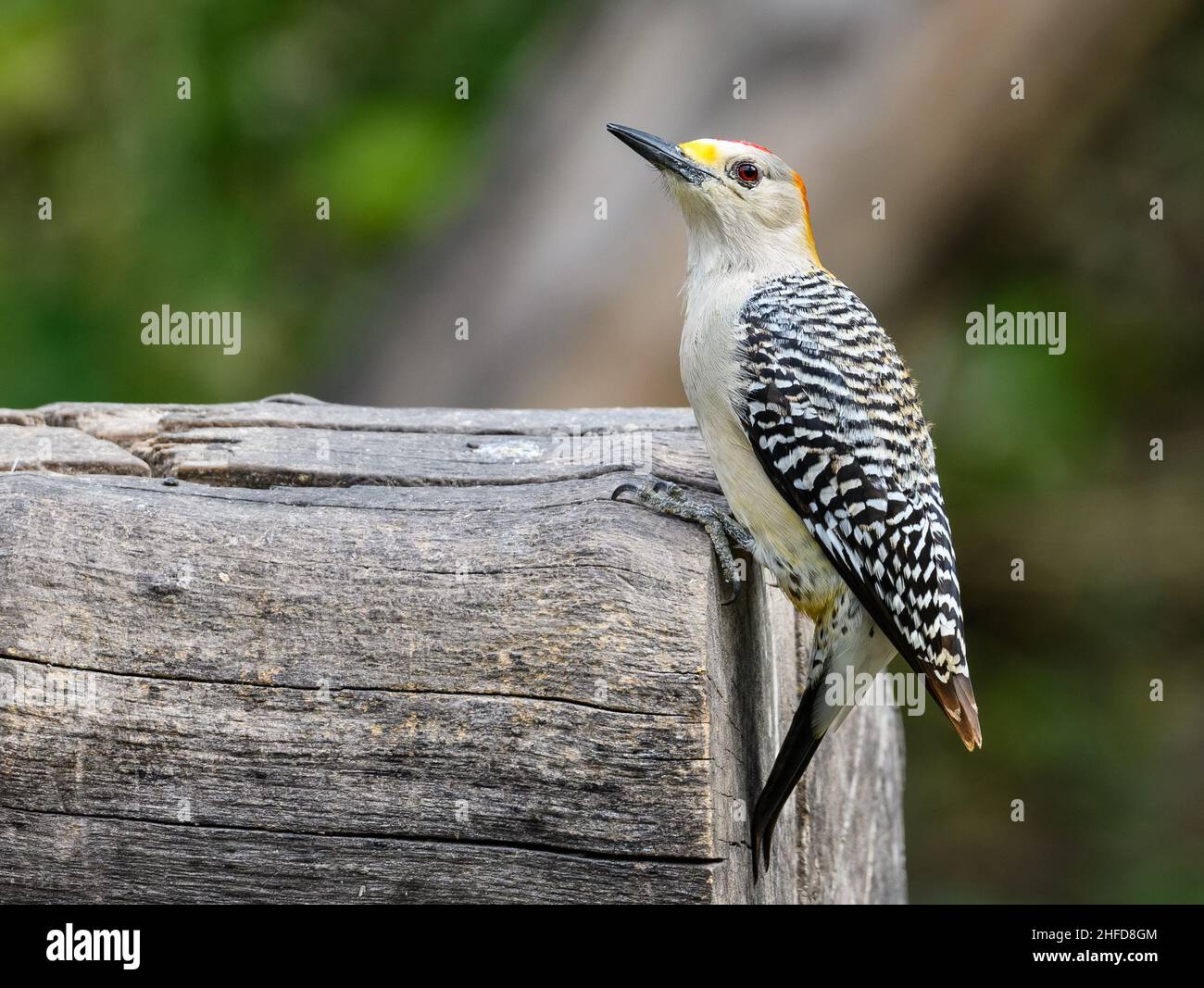 A Golden-fronted Woodpecker (Melanerpes aurifrons) perched on a log. National Butterfly Center. McAllen, Texas, USA. Stock Photo