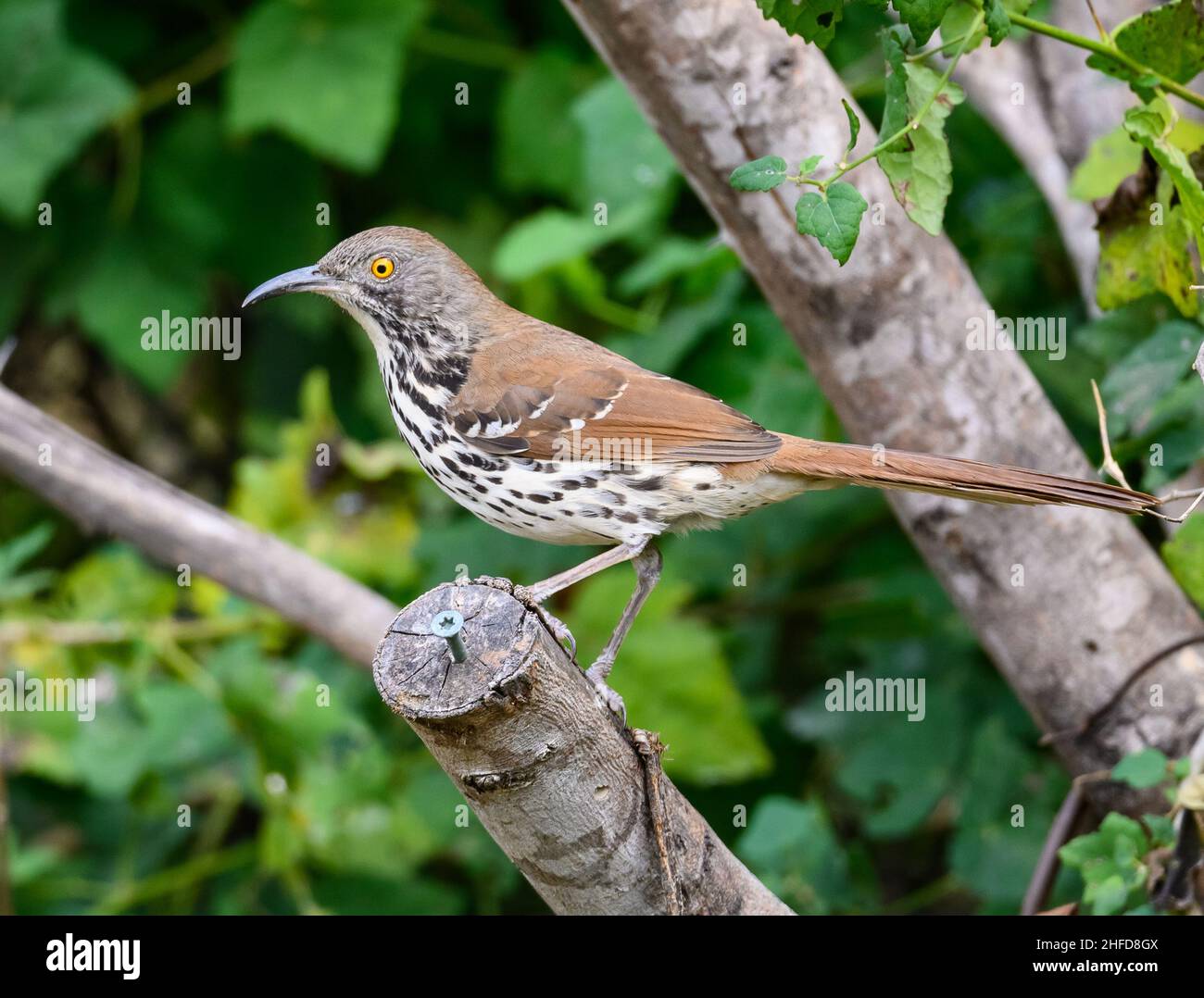 A Long-billed Thrasher (Toxostoma longirostre) perched on a branch. National Butterfly Center. McAllen, Texas, USA. Stock Photo