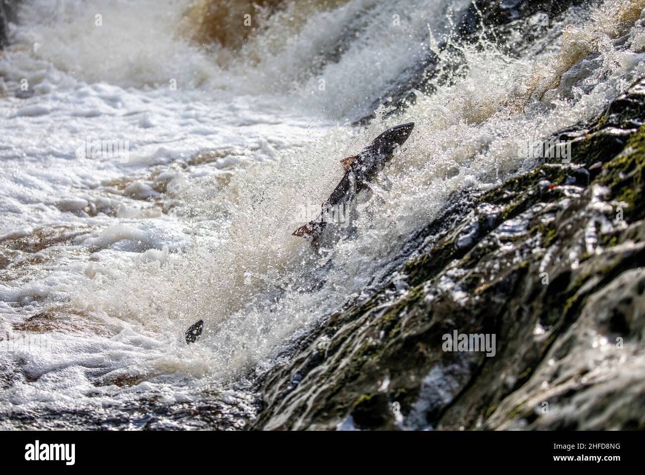 Leaping salmon, Falls of Feugh, Banchory, Scotland Stock Photo Alamy